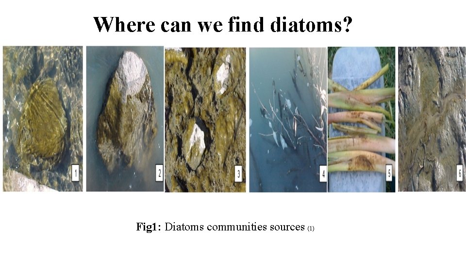 Where can we find diatoms? Fig 1: Diatoms communities sources (1) 