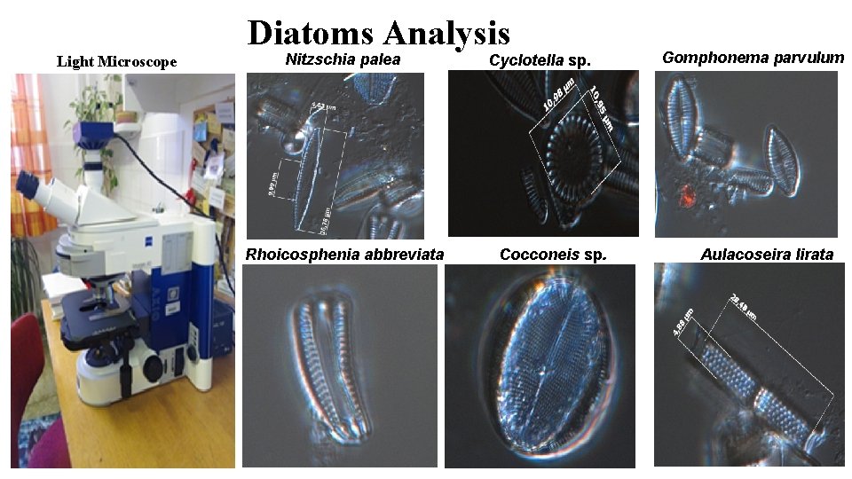 Diatoms Analysis Light Microscope Nitzschia palea Rhoicosphenia abbreviata Cyclotella sp. Cocconeis sp. Gomphonema parvulum