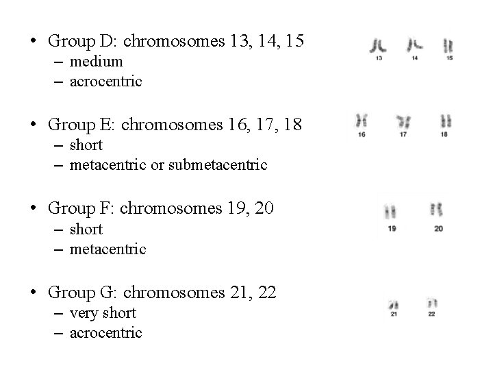  • Group D: chromosomes 13, 14, 15 – medium – acrocentric • Group