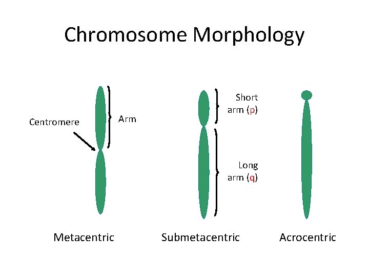 Chromosome Morphology Centromere Arm Short arm (p) Long arm (q) Metacentric Submetacentric Acrocentric 