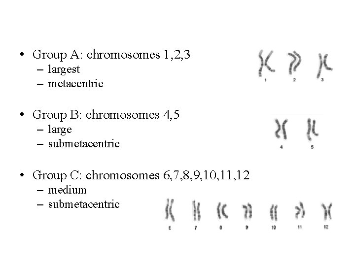  • Group A: chromosomes 1, 2, 3 – largest – metacentric • Group