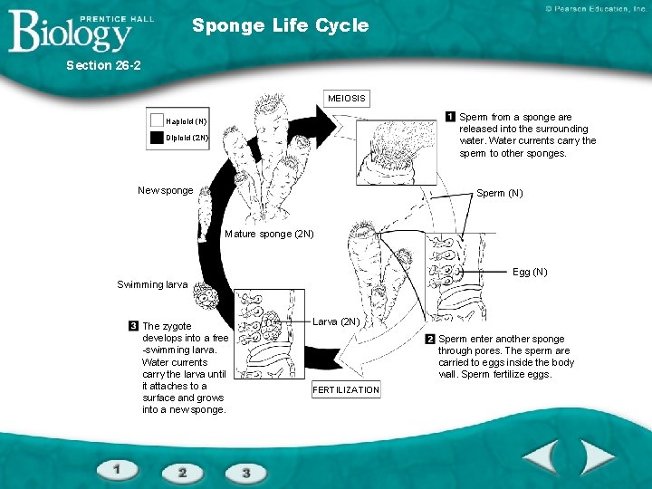 Interest Grabber Section 26 1 Whats the Difference