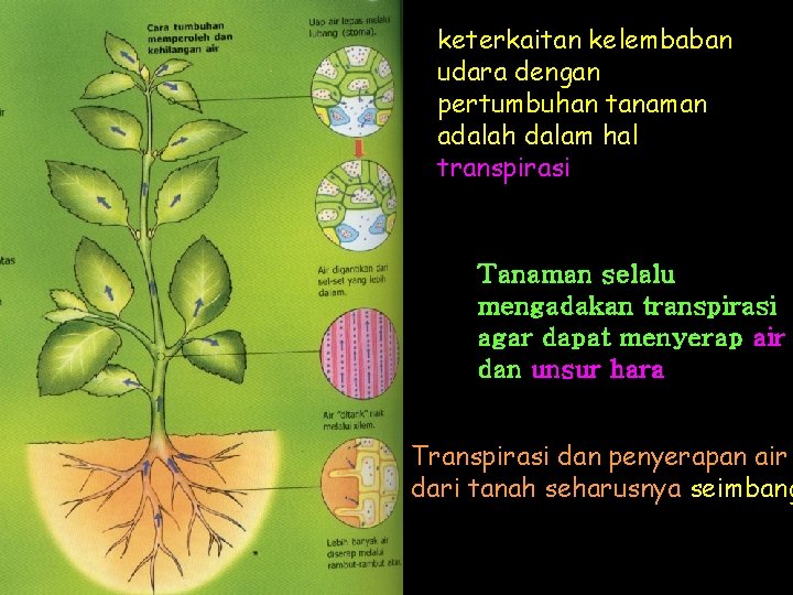 keterkaitan kelembaban udara dengan pertumbuhan tanaman adalah dalam hal transpirasi Tanaman selalu mengadakan transpirasi