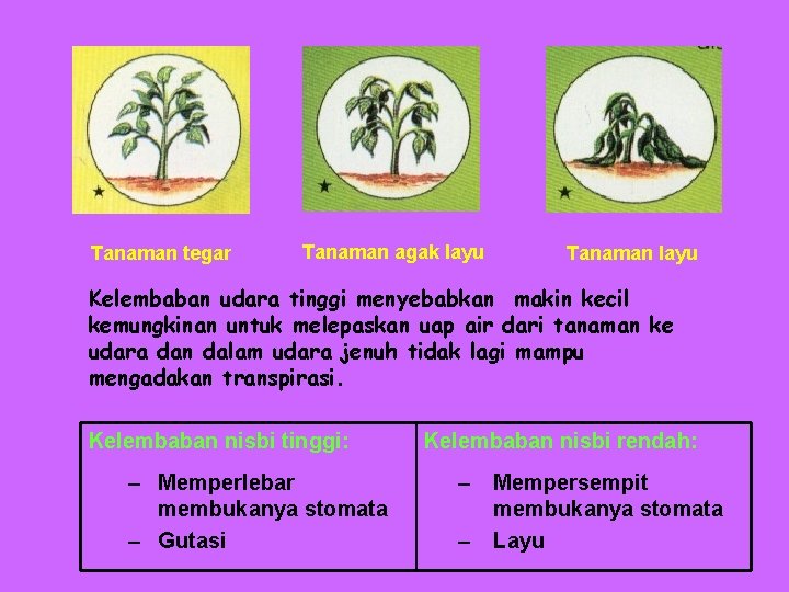 Tanaman tegar Tanaman agak layu Tanaman layu Kelembaban udara tinggi menyebabkan makin kecil kemungkinan