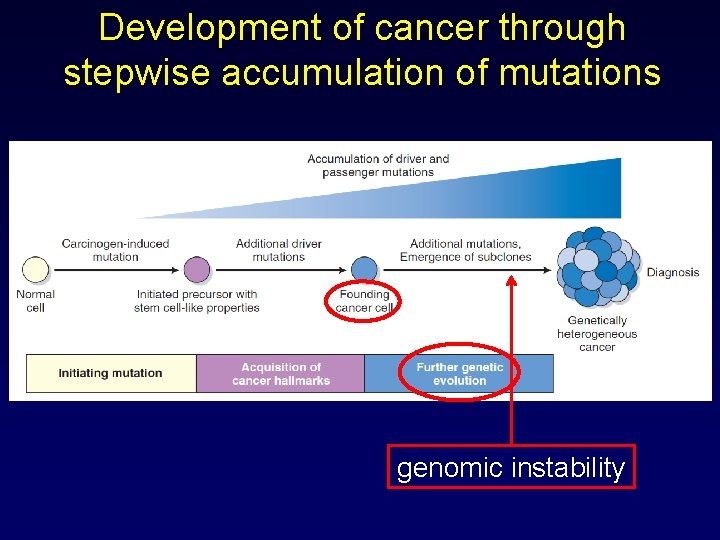 Development of cancer through stepwise accumulation of mutations genomic instability 