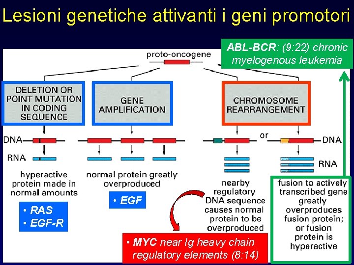 Lesioni genetiche attivanti i geni promotori ABL-BCR: (9: 22) chronic myelogenous leukemia • RAS