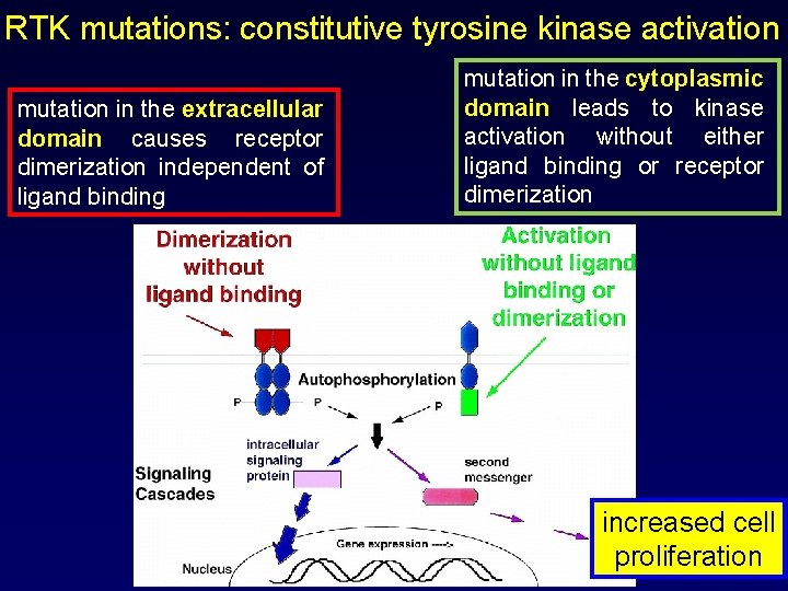 RTK mutations: constitutive tyrosine kinase activation mutation in the extracellular domain causes receptor dimerization