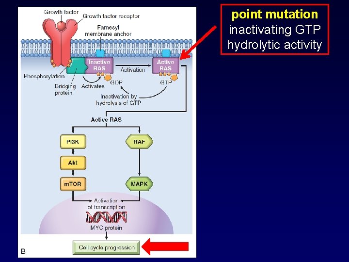 point mutation inactivating GTP hydrolytic activity 