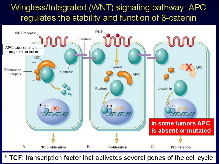 Wingless/Integrated (WNT) signaling pathway: APC regulates the stability and function of β-catenin APC: adenonomatous