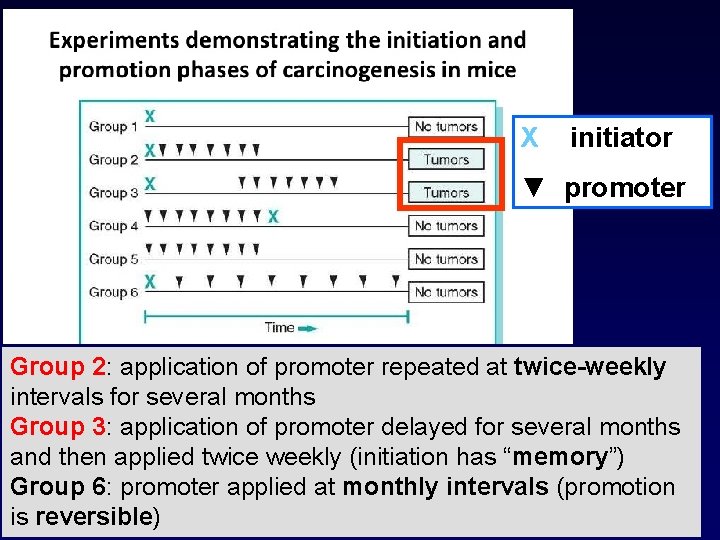 X initiator ▼ promoter Group 2: application of promoter repeated at twice-weekly intervals for