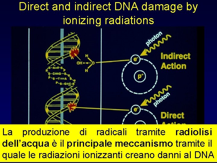 Direct and indirect DNA damage by ionizing radiations La assorbimento produzionediretto di di radicali