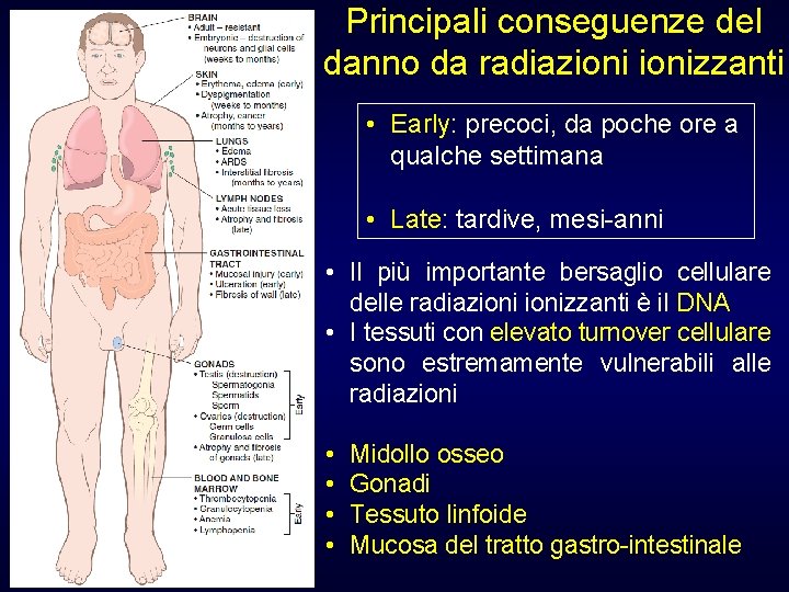 Principali conseguenze del danno da radiazionizzanti • Early: precoci, da poche ore a qualche