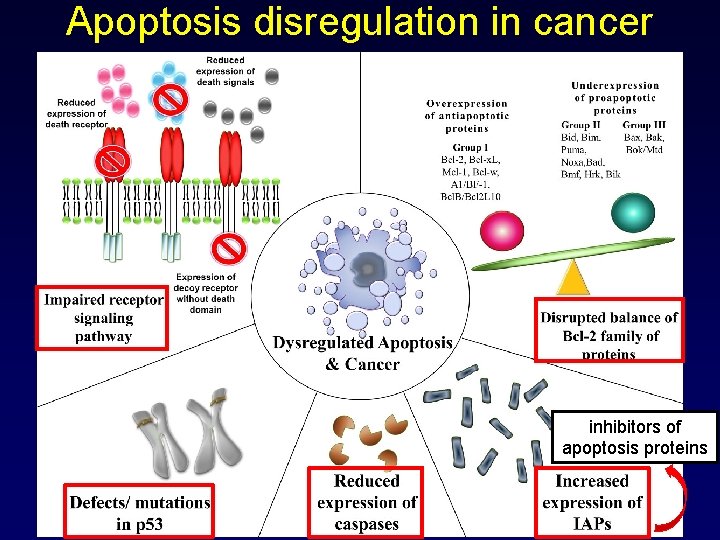 Apoptosis disregulation in cancer inhibitors of apoptosis proteins 