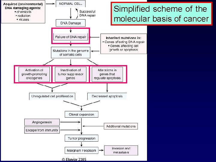 Simplified scheme of the molecular basis of cancer 