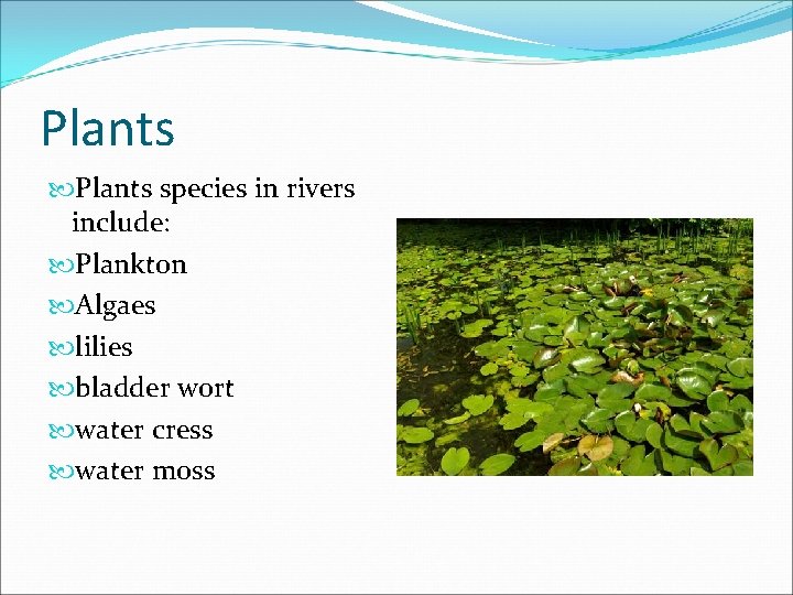 Plants species in rivers include: Plankton Algaes lilies bladder wort water cress water moss