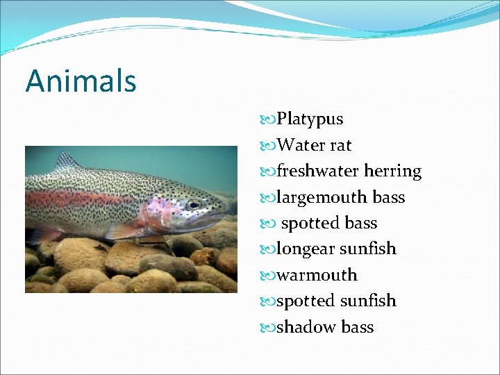Animals Platypus Water rat freshwater herring largemouth bass spotted bass longear sunfish warmouth spotted