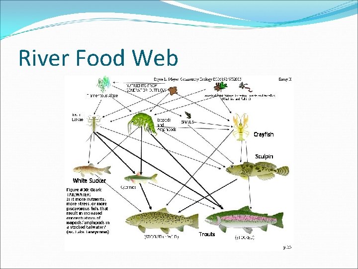 River Food Web 