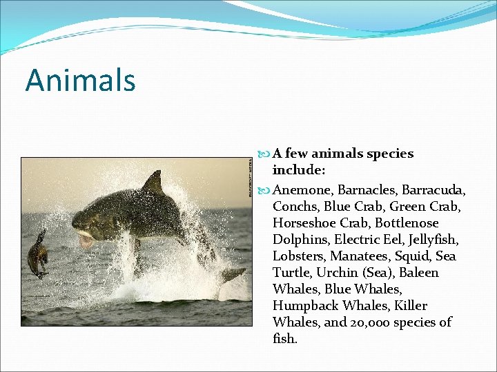 Animals A few animals species include: Anemone, Barnacles, Barracuda, Conchs, Blue Crab, Green Crab,