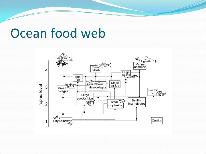 Ocean food web 