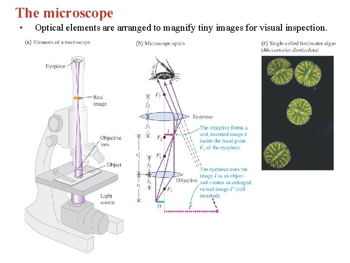 The microscope • Optical elements are arranged to magnify tiny images for visual inspection.