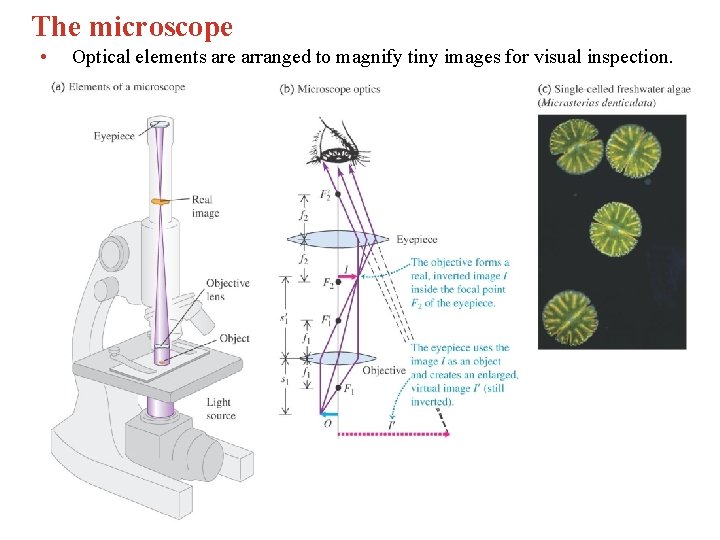 The microscope • Optical elements are arranged to magnify tiny images for visual inspection. The microscope • Optical elements are arranged to magnify tiny images for visual inspection.