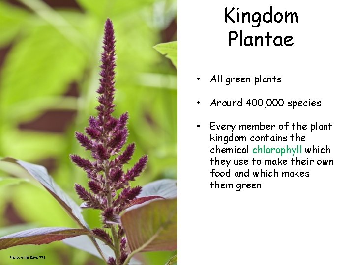 Kingdom Plantae • All green plants • Around 400, 000 species • Every member