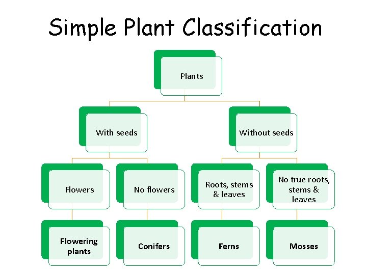 Simple Plant Classification Plants With seeds Without seeds Flowers No flowers Roots, stems &