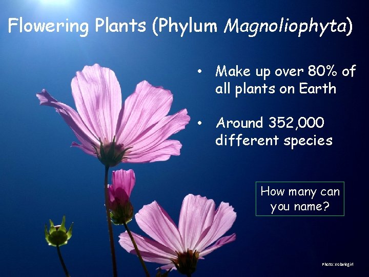 Flowering Plants (Phylum Magnoliophyta) • Make up over 80% of all plants on Earth