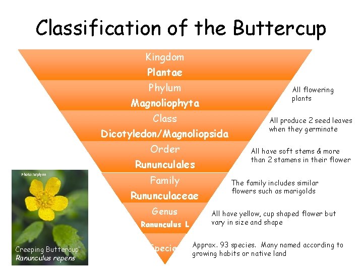 Classification of the Buttercup Kingdom Plantae Phylum Magnoliophyta All flowering plants Class Dicotyledon/Magnoliopsida Order