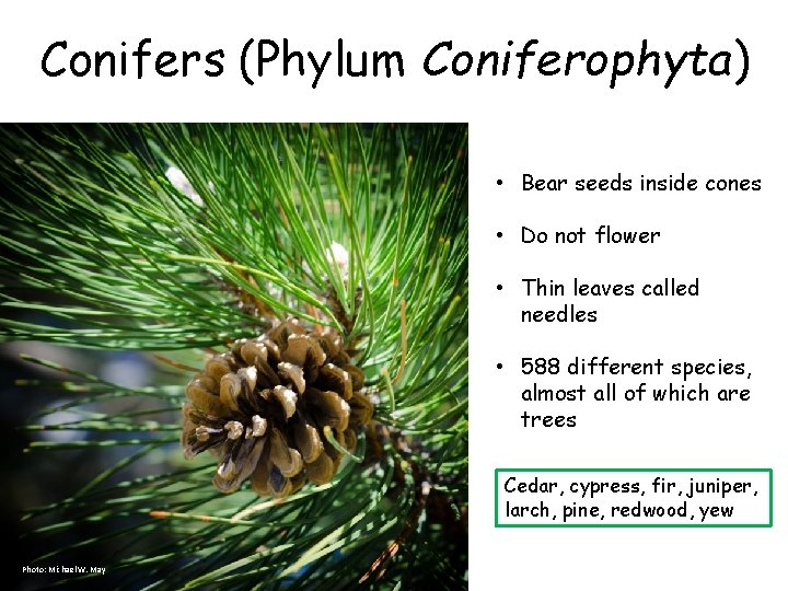 Conifers (Phylum Coniferophyta) • Bear seeds inside cones • Do not flower • Thin