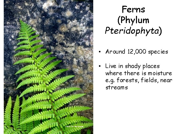 Ferns (Phylum Pteridophyta) • Around 12, 000 species • Live in shady places where