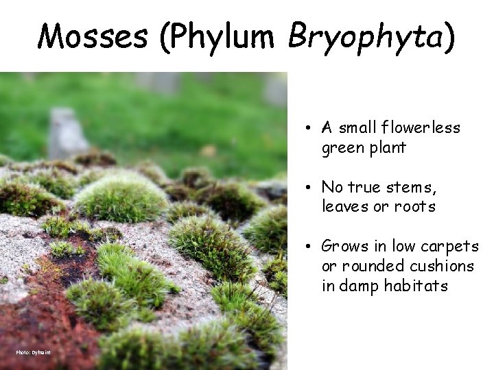 Mosses (Phylum Bryophyta) • A small flowerless green plant • No true stems, leaves