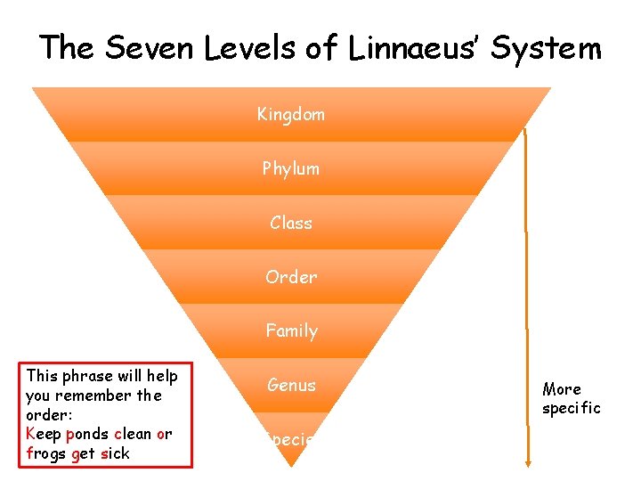 The Seven Levels of Linnaeus’ System Kingdom Phylum Class Order Family This phrase will