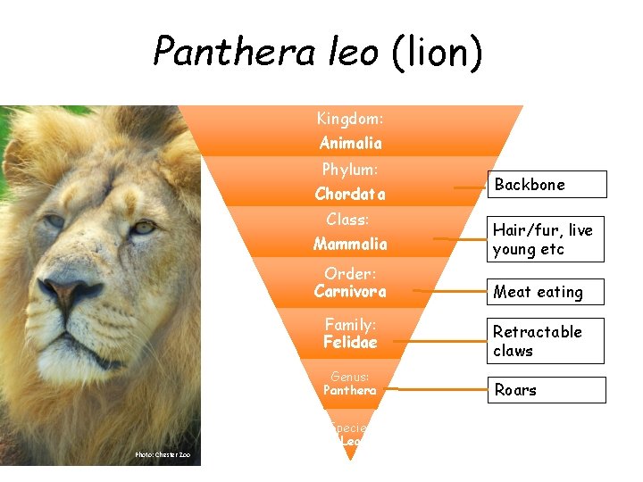 Panthera leo (lion) Kingdom: Animalia Phylum: Chordata Class: Mammalia Hair/fur, live young etc Order: