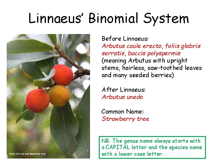 Linnaeus’ Binomial System Before Linnaeus: Arbutus caule erecto, foliis glabris serratis, baccis polyspermis (meaning