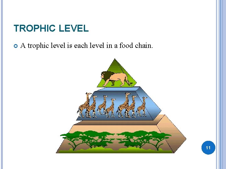 TROPHIC LEVEL A trophic level is each level in a food chain. 11 