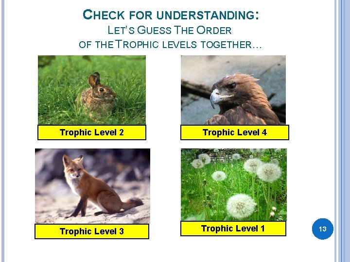 CHECK FOR UNDERSTANDING: LET’S GUESS THE ORDER OF THE TROPHIC LEVELS TOGETHER… Trophic Level