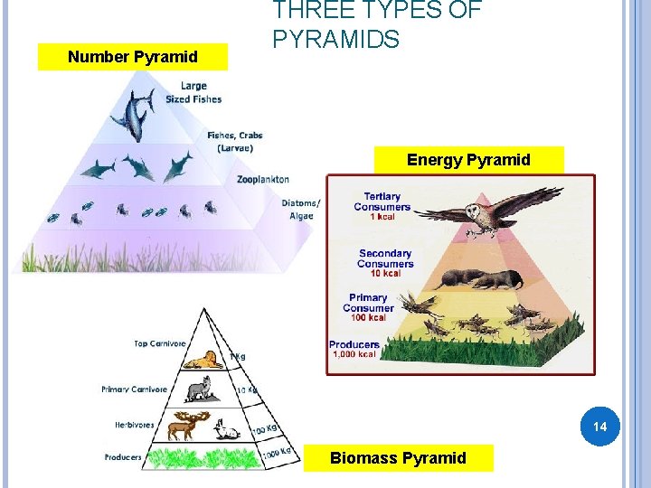 Number Pyramid THREE TYPES OF PYRAMIDS Energy Pyramid 14 Biomass Pyramid 