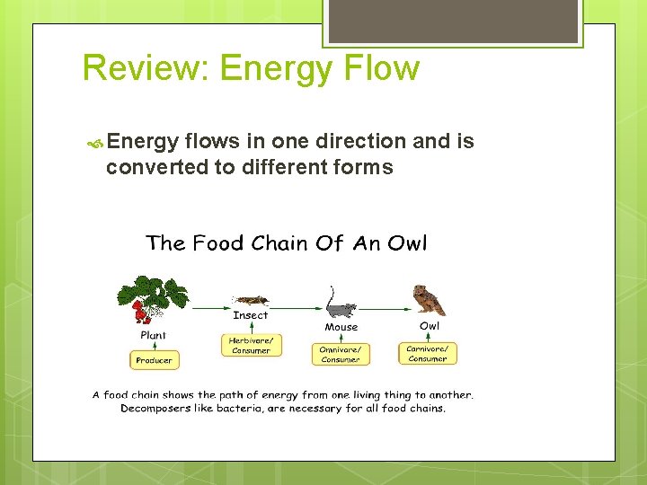 Review: Energy Flow Energy flows in one direction and is converted to different forms