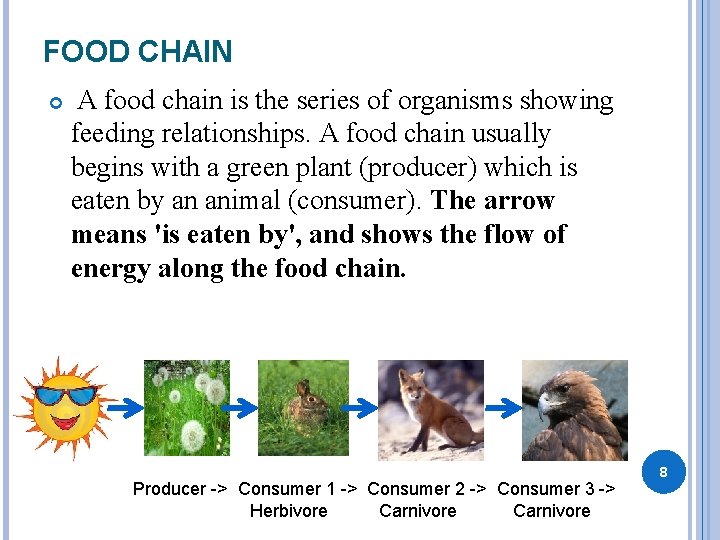 FOOD CHAIN A food chain is the series of organisms showing feeding relationships. A