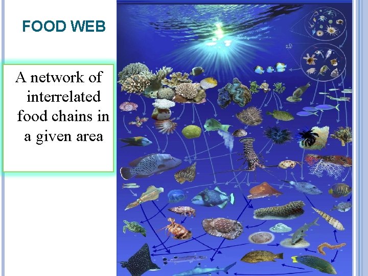 FOOD WEB A network of interrelated food chains in a given area 9 
