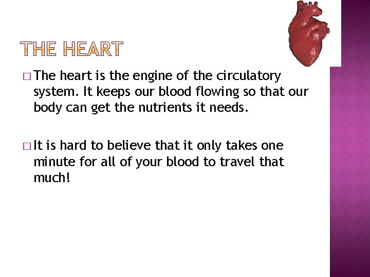 � The heart is the engine of the circulatory system. It keeps our blood