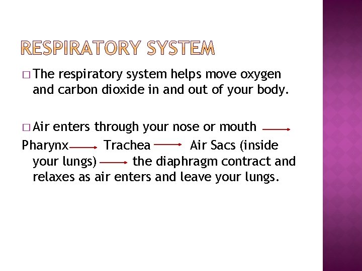 � The respiratory system helps move oxygen and carbon dioxide in and out of