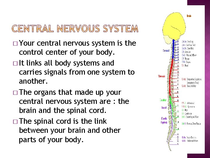 � Your central nervous system is the control center of your body. � It