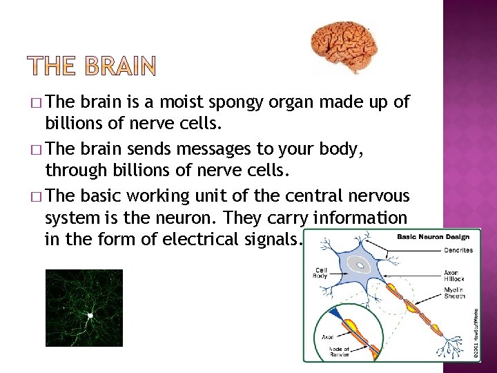 � The brain is a moist spongy organ made up of billions of nerve