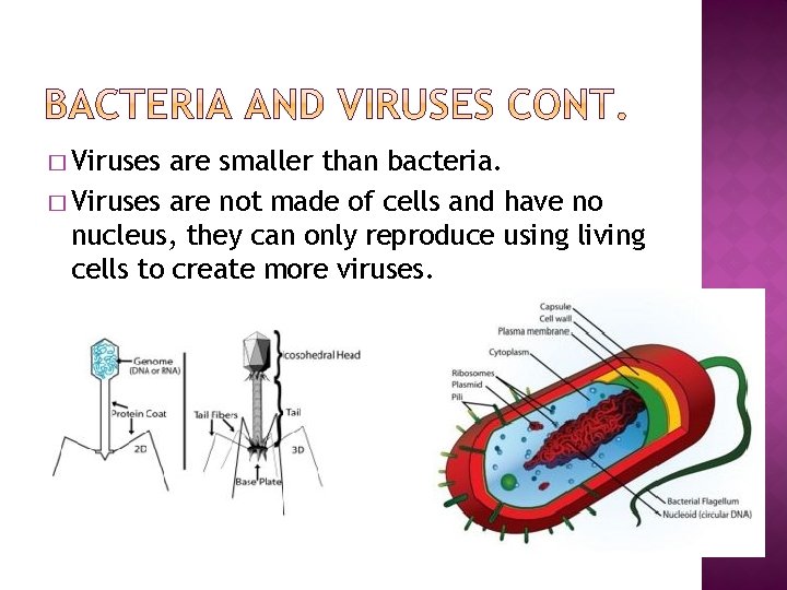 � Viruses are smaller than bacteria. � Viruses are not made of cells and