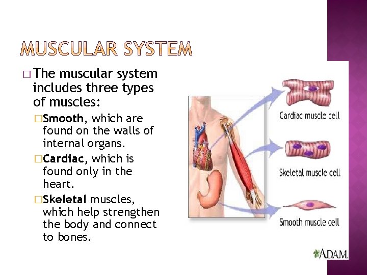 � The muscular system includes three types of muscles: �Smooth, which are found on