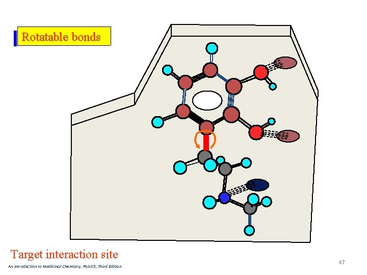 Rotatable bonds Target interaction site An Introduction to Medicinal Chemistry, Patrick, Third Edition 47