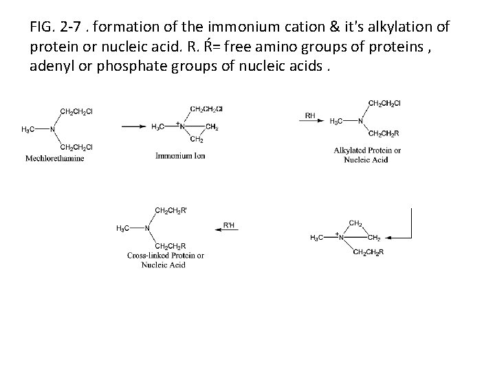 FIG. 2 -7. formation of the immonium cation & it's alkylation of protein or