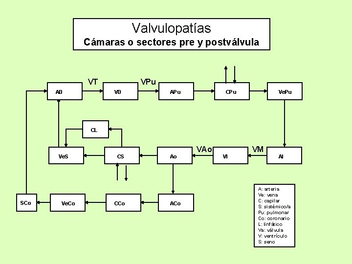 Valvulopatías Cámaras o sectores pre y postválvula VT AD VPu VD APu CPu Ve.